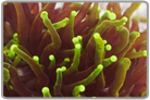 Ultra Green Torch Coral